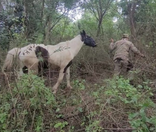 caballo